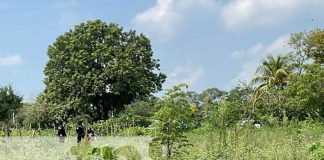 Foto: Hallazgo terrorífico: Encuentran cuerpo de hombre en predio de Chinandega / TN8