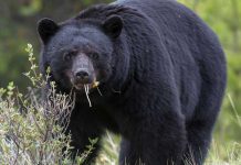 Foto: Ataque mortal: Un Hombre de Arizona muere mutilado por un oso negro / Cortesía