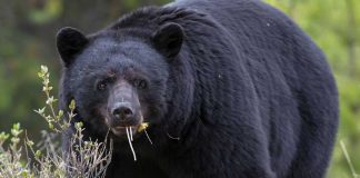 Foto: Ataque mortal: Un Hombre de Arizona muere mutilado por un oso negro / Cortesía