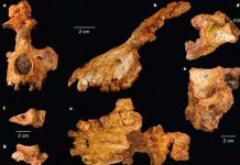 Canibalismo real: descubren pruebas en homínidos de hace 850.000 años Museo revela caso de canibalismo en Atapuerca
