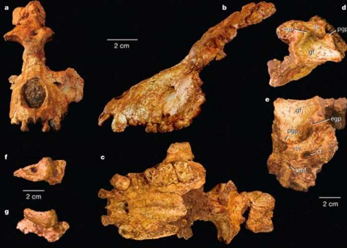 Museo revela caso de canibalismo en Atapuerca