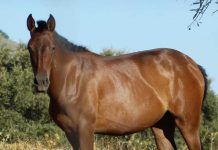 Bomberos de Acoyapa trabajaron por rescatar un caballo de un pozo de una finca Bomberos de Acoyapa trabajaron por rescatar un caballo de un pozo de una finca