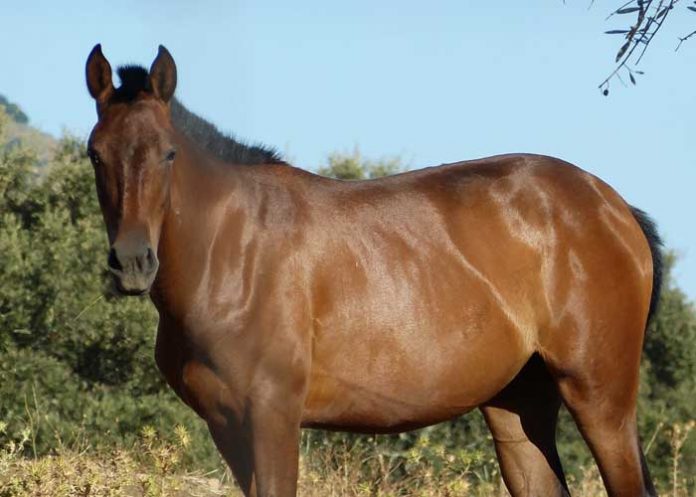 Bomberos de Acoyapa trabajaron por rescatar un caballo de un pozo de una finca