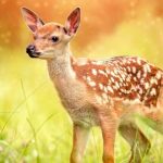 Disney confirma que realizará el live-action de «Bambi» Disney confirma que realizará el live-action de "Bambi"