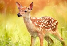 Disney confirma que realizará el live-action de «Bambi» Disney confirma que realizará el live-action de "Bambi"