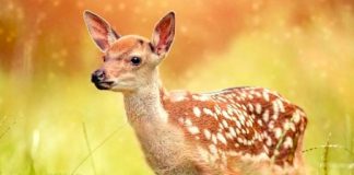 Disney confirma que realizará el live-action de "Bambi"