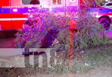 Joven lesionada tras estrellarse contra un árbol en la pista Suburbana, en Managua Joven lesionada tras estrellarse contra un árbol en la pista Suburbana, en Managua