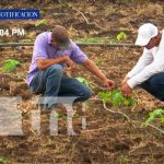 Foto:_ Productores de granos básicos son el motor de la economía en Nicaragua / TN8