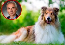 Profesor es despedido por abusar de su perro en EE.UU.