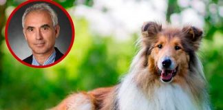 Profesor es despedido por abusar de su perro en EE.UU.