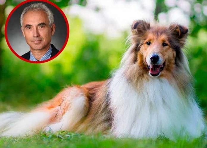 Profesor es despedido por abusar de su perro en EE.UU.