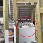 Construye un ascensor para ayudar a su perrita 