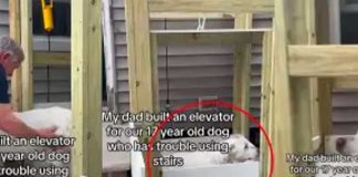 Construye un ascensor para ayudar a su perrita 