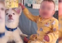 Amistad entre bebé y perrito hacen derrochar ternura en las redes (VIDEO) Amistad entre una bebé y un perrito conmueve las redes
