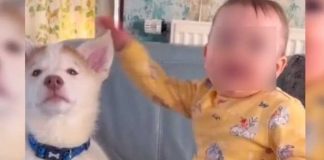 Amistad entre una bebé y un perrito conmueve las redes