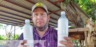 Foto: Producción de leche de cabra en Mateare / TN8