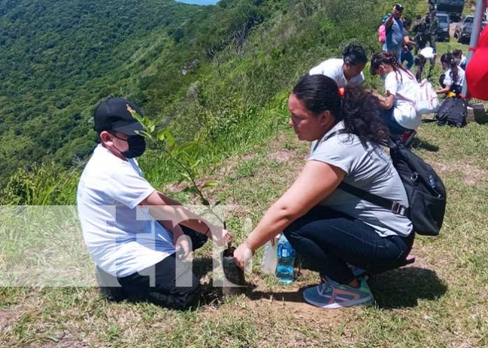 Foto: Reforestación de la península de Chiltepe / TN8