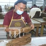 Puros en Estelí: Repunte económico y de producción en el norte del país Foto: Estelí sigue repuntando con las fábricas de puros / TN8