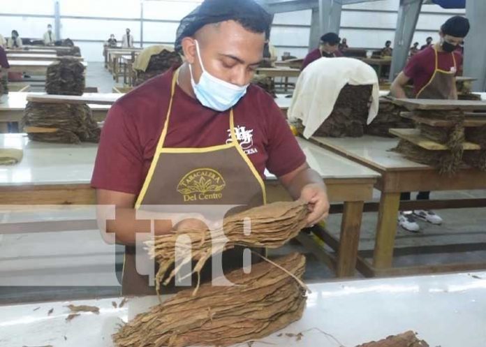 Foto: Estelí sigue repuntando con las fábricas de puros / TN8