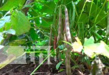 Finca diversifica una alternativa de producción en Matagalpa Matagalpa con excelentes tierras