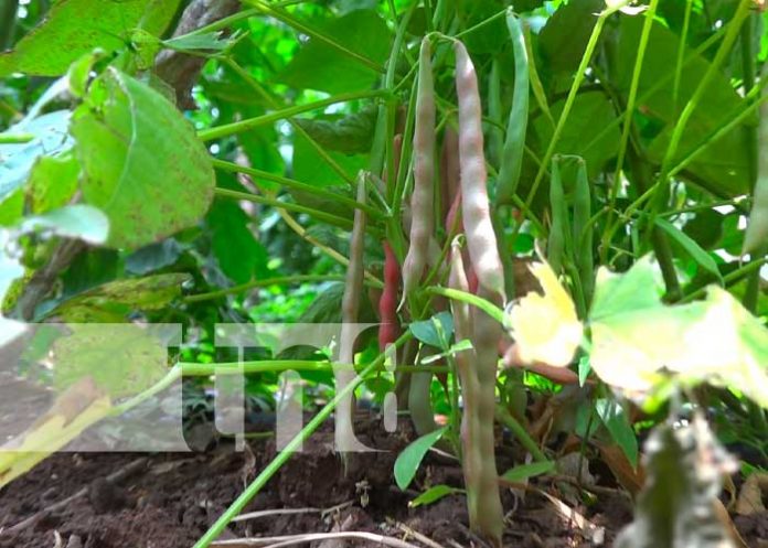 fruta1 Matagalpa con excelentes tierras