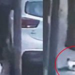 Hombre de México mata a indefenso gatito 