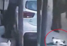 «Por pura loquera» Infeliz hombre mata a un gatito de un balazo en México Hombre de México mata a indefenso gatito