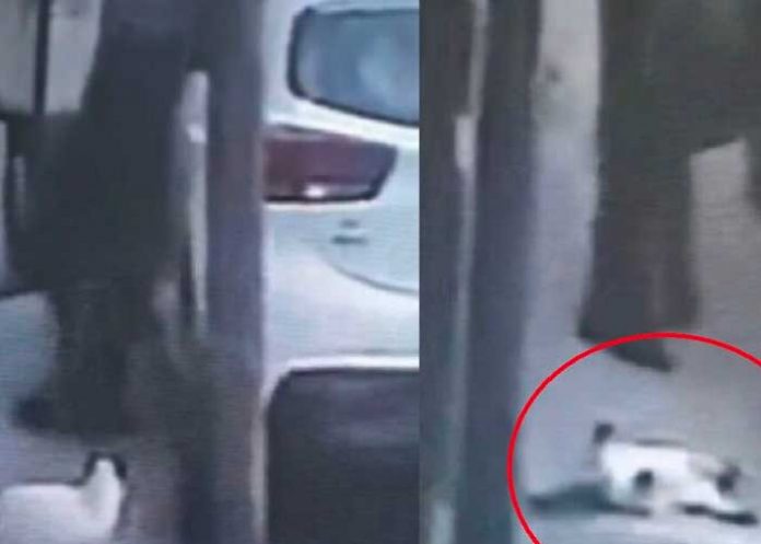 Hombre de México mata a indefenso gatito 
