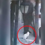 ¡Sin piedad! Hombre le pega un "plomazo" a un gatito siamés en México