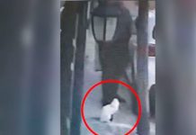 ¡Sin piedad! Hombre le pegó un «plomazo» a un gatito siamés en México ¡Sin piedad! Hombre le pega un "plomazo" a un gatito siamés en México