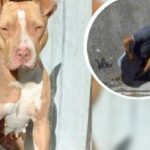 Psicópata drogaba a una perrita pitbull para abusar de ella en Veracruz Psicópata drogaba a una perrita pitbull para abusar de ella en Veracruz