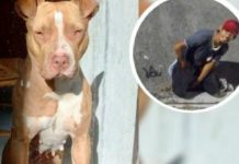 Psicópata drogaba a una perrita pitbull para abusar de ella en Veracruz Psicópata drogaba a una perrita pitbull para abusar de ella en Veracruz