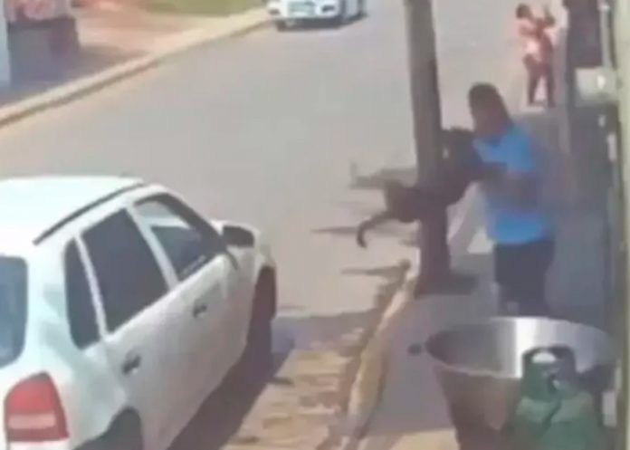 ¡Indignante! Despiadado tiró a perrito en paila con aceite hirviendo en México