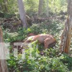 Foto: Matan a machetazos a varios caballos en Ometepe / TN8