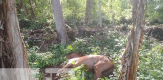 Foto: Matan a machetazos a varios caballos en Ometepe / TN8