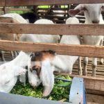 Granja de ovinos y caprinos con mejoramiento genético en San Francisco Libre Foto: Mejoramiento de ovinos y caprinos en San Francisco Libre / TN8