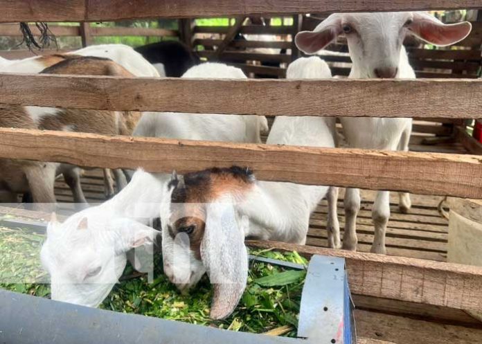 ovi-capri-2 Foto: Mejoramiento de ovinos y caprinos en San Francisco Libre / TN8