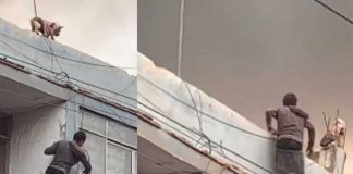 Arriesgó su vida y salvó a un perro de un incendio