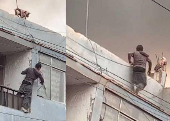 perro Arriesgó su vida y salvó a un perro de un incendio