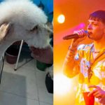 Perrito se vuelve viral por traer el peinado de Peso Pluma