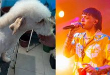 Se queman las redes: Perrito es viral por traer el corte de Peso Pluma Perrito se vuelve viral por traer el peinado de Peso Pluma