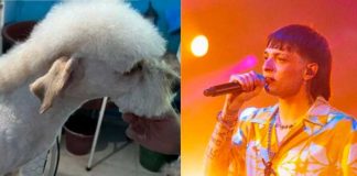 Perrito se vuelve viral por traer el peinado de Peso Pluma