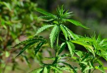Hallan componente medicinal de cannabis en Brasil