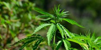 Hallan componente medicinal de cannabis en Brasil