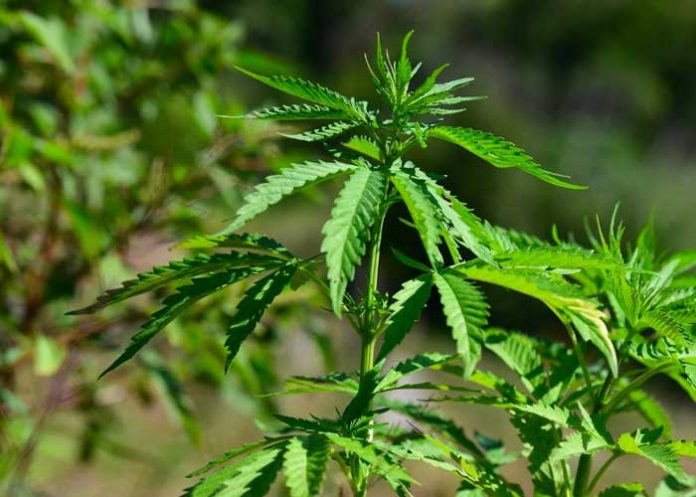 planta Hallan componente medicinal de cannabis en Brasil