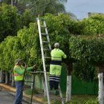 Foto: Poda segura, recomienda Claro Nicaragua