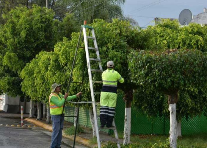 Foto: Poda segura, recomienda Claro Nicaragua