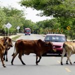 Foto: Semoviente en la vía /Referencia