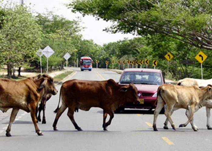 Foto: Semoviente en la vía /Referencia