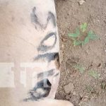 Foto: Investigan mórbido caso de gente que mata a perros y los ponen frente a una casa en Rivas / TN8